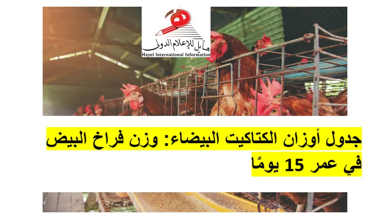 جدول أوزان الكتاكيت البيضاء: وزن فراخ البيض في عمر 15 يومًا 